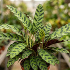 Calathea Rattlesnake Plant, 4" Pot, High-Vigor Low Maintenance Houseplant for Desks, Pet-Friendly Wavy Green & Purple Foliage