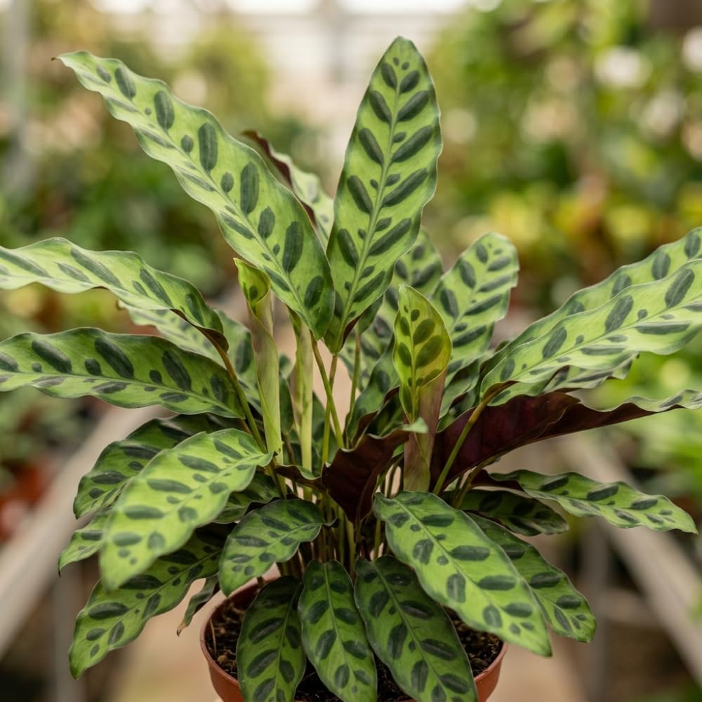 Calathea Rattlesnake Plant, 4" Pot, High-Vigor Low Maintenance Houseplant for Desks, Pet-Friendly Wavy Green & Purple Foliage