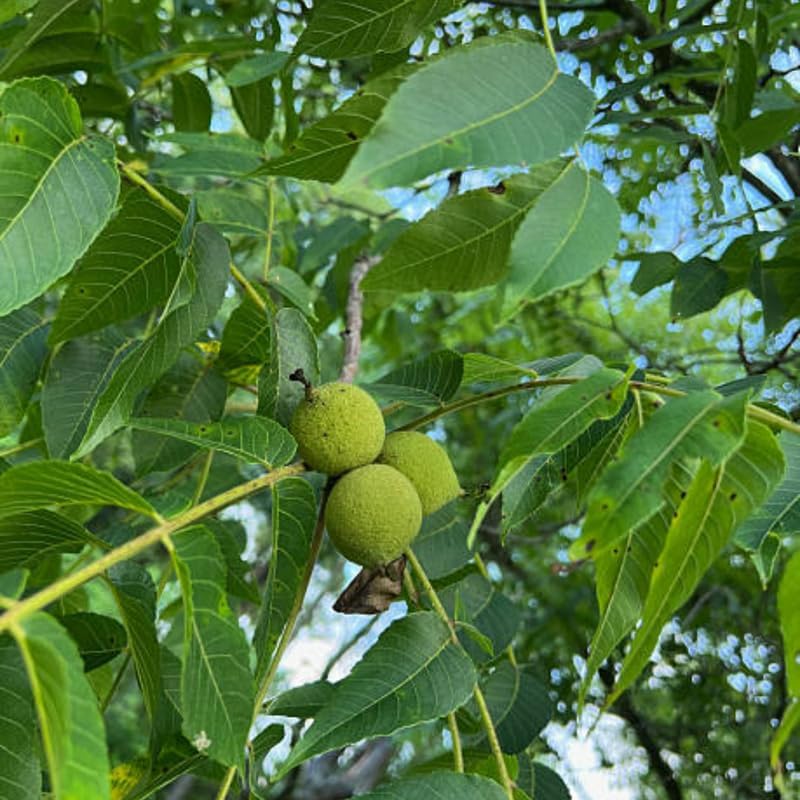 Black Walnut Trees Live Plants, 12-18 Inch Tall in 4" Pot, Low Maintenance Native Nut Plant, Robust Well-Rooted Starter Tree