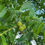 Black Walnut Trees Live Plants, 12-18 Inch Tall in 4" Pot, Low Maintenance Native Nut Plant, Robust Well-Rooted Starter Tree
