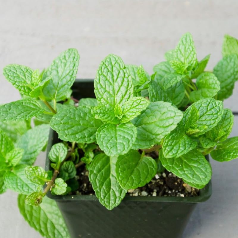 Chocolate Mint Plants Live Outdoor and Garden, Mint Plants Live in 3-Inch Pot, Cold-Hardy Mint Herb for Patios, Containers, and Ground Cover