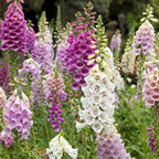2 Foxglove Digitalis Purpurea Live Plant, 3-Inch Pot, Established Live Flowering Plant, Classic Tall Spire Blooms for Modern Landscape Design
