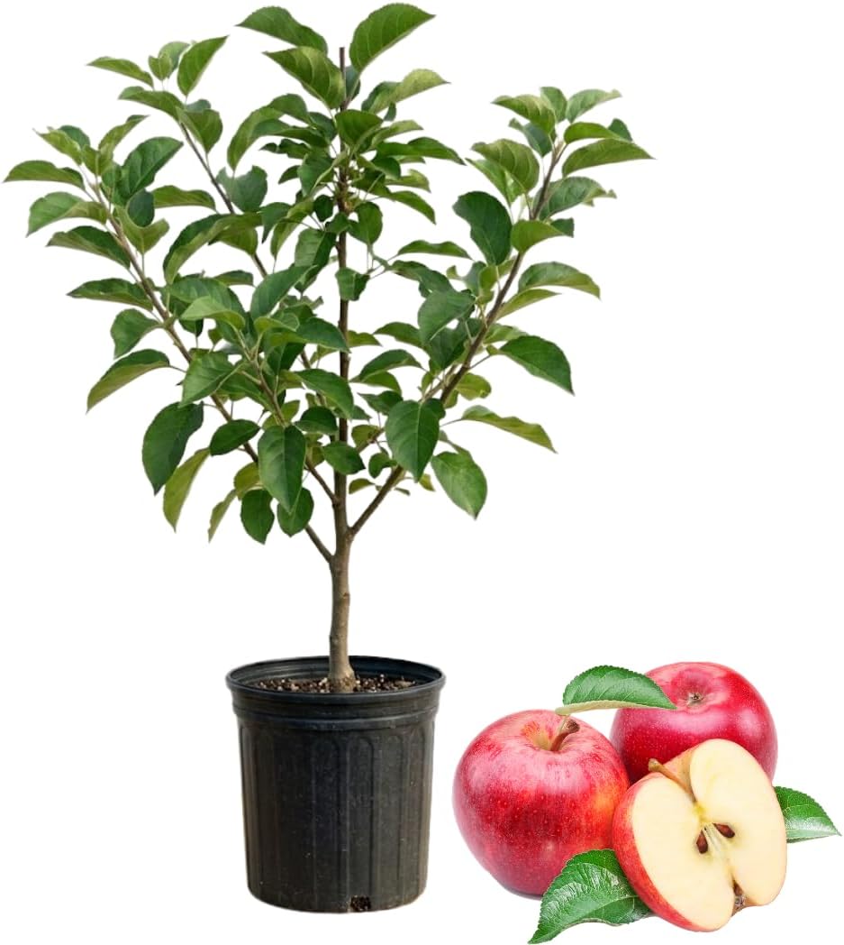 (No Ship to CA, HI, AK) Apple Tree Live Plant in 3 Gallon Pot, Fast Growing Zestar Apple Trees Live Plants Ready to Fruit, Perfect for Home Backyard and Garden