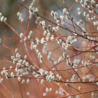 4 French Pussy Willow Live Plant, 12-24 Inch Tall, Pussy Willow Tree for Outdoor Planting, Ideal for Landscape Use and Seasonal Interest, Easy to Care