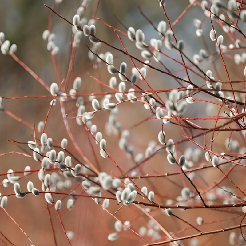 4 French Pussy Willow Live Plant, 12-24 Inch Tall, Pussy Willow Tree for Outdoor Planting, Ideal for Landscape Use and Seasonal Interest, Easy to Care