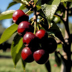 2 Black Cherry Trees Live Plants 2–3 Ft Tall | Sweet Cherry Fruit Tree for Home Garden, Yard Growing & Outdoor Landscape