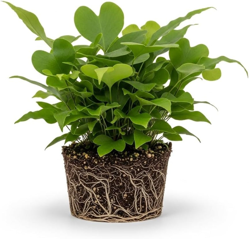 Heart Fern Plant Live, 4 Inch Tall Starter Plant, Air Purifying Ferns Live Plants Indoor, Easy to Grow Hanging Plants Outdoor, Suitable for Home Décor and Garden