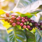(No Ship to CA,HI,AK) Live Coffea Arabica Plant, Well-Rooted 1-2' Potted Plant, Low Maintenance Indoor Coffee Plant for Bright Windowsills