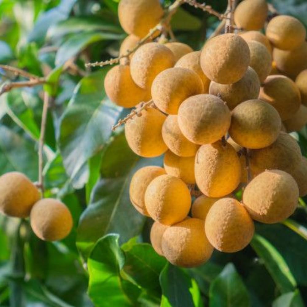 Longan Kohala Live Plant | Sweet Fruit Tree | Large Plant 30-36 Inches Tall | Well Rooted | Easy to Grow | No Ship to CA,HI,AK