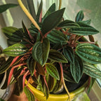 3 Peperomia Plant Live, Peperomia Napoli Nights in 2 Inch Pot, Rare Houseplant for Tabletop Display, Gifting and Indoor Collections
