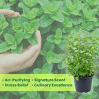 2 Chocolate Mint Plant, 3" Pot, Fresh Herb Plants Live, Mint Plants for Inside Windowsills or Outdoor Garden Beds