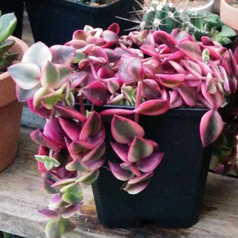 Calico Kitten Live Trailing Succulent in 6 Inch Pot | Vibrant Variegated Crassula | Great for Macrame Hangers, Decorative Shelving, and Indoor Green Displays