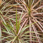 2 Dracaena Marginata Live Plant, Dragon Tree in 6 Inch Pot, Low-Maintenance Houseplants Live, Ideal Indoor Accent for Home & Office, Unique Gift for Plant Lovers