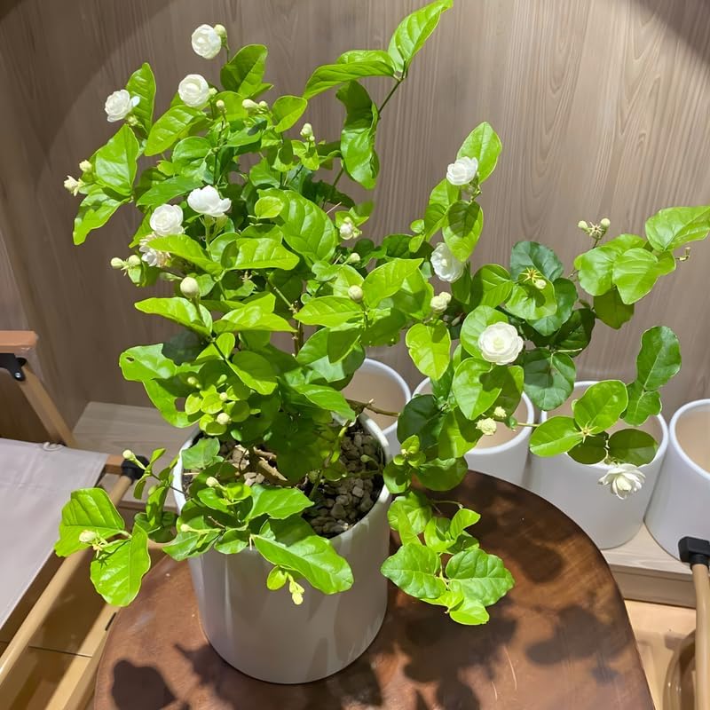 Jasmine Plant Live in 4’’ Inch Pot - Maid of Orleans | Fragrant Jasmine Potted Plant Indoor | Jasmine Flower Plant for Home & Office Décor | Elegant White-Blooming Plant for Shelves, Desks