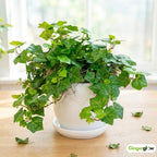 Baltic Ivy Live Plant in Pot, Cold-Hardy Hedera Helix Sub Zero, Fast-Growing Evergreen Ivy Vines & Ground Cover for Indoor or Outdoor Use