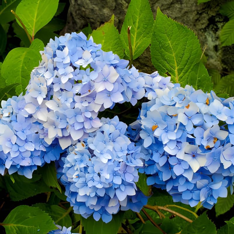 2 Nikko Blue Hydrangea Live Plants for Planting, 6-12 Inch Tall in 2.5 Inch Pot, Blue Mophead Bloom, Flowering Shrub for Garden and Patio