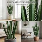 African Milk Tree, 3" Pot, Euphorbia Trigona Succulent with Striking Stems for Living Rooms, Easy to Care Decor