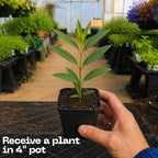 Milkweed Plant Live, Well-Rooted 4-6" Potted Plant, Cold-Hardy Butterfly Host Plant for Sunny Patios and Landscapes