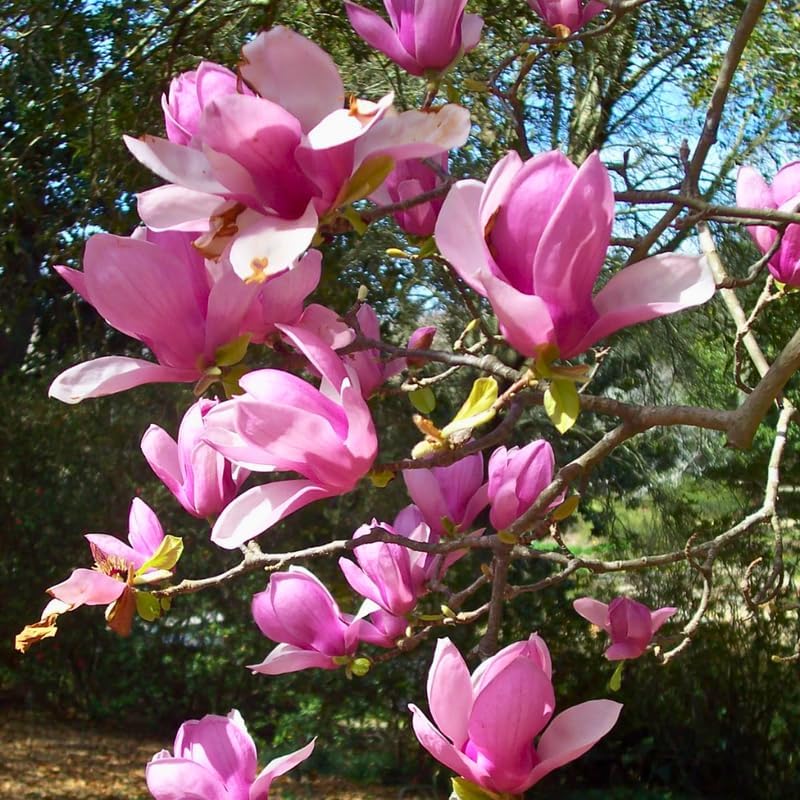 2 Jane Magnolia Tree Live | Jane Magnolia Plants Live for Gardens | 8–12 Inches Tall Young Rooted Cuttings | Great for Landscape Projects and Home Gardens