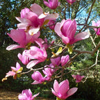 2 Jane Magnolia Tree Live | Jane Magnolia Plants Live for Gardens | 8–12 Inches Tall Young Rooted Cuttings | Great for Landscape Projects and Home Gardens
