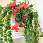 Twister Lipstick Houseplant | 4 Inch Live Potted Plant | Curly Green Foliage & Red Blooms | Exotic, Easy-to-Grow Indoor Plant for Home or Office