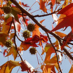 Set 5 Sweet Gum Plants Live – 6–12 Inch Trees | Hardy, Fast-Growing Outdoor Shade Trees