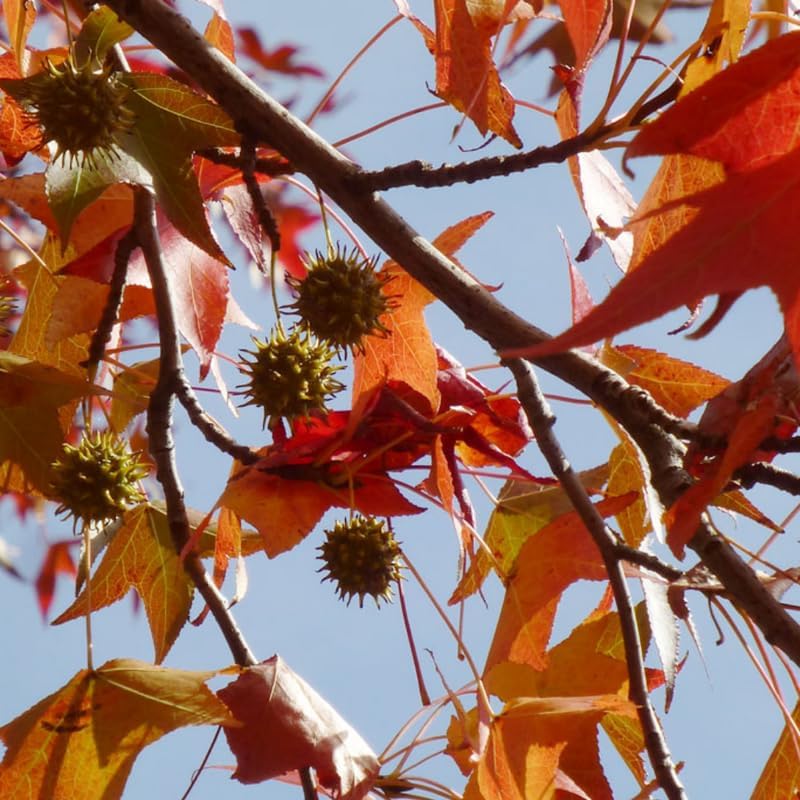 Set 5 Sweet Gum Plants Live – 6–12 Inch Trees | Hardy, Fast-Growing Outdoor Shade Trees