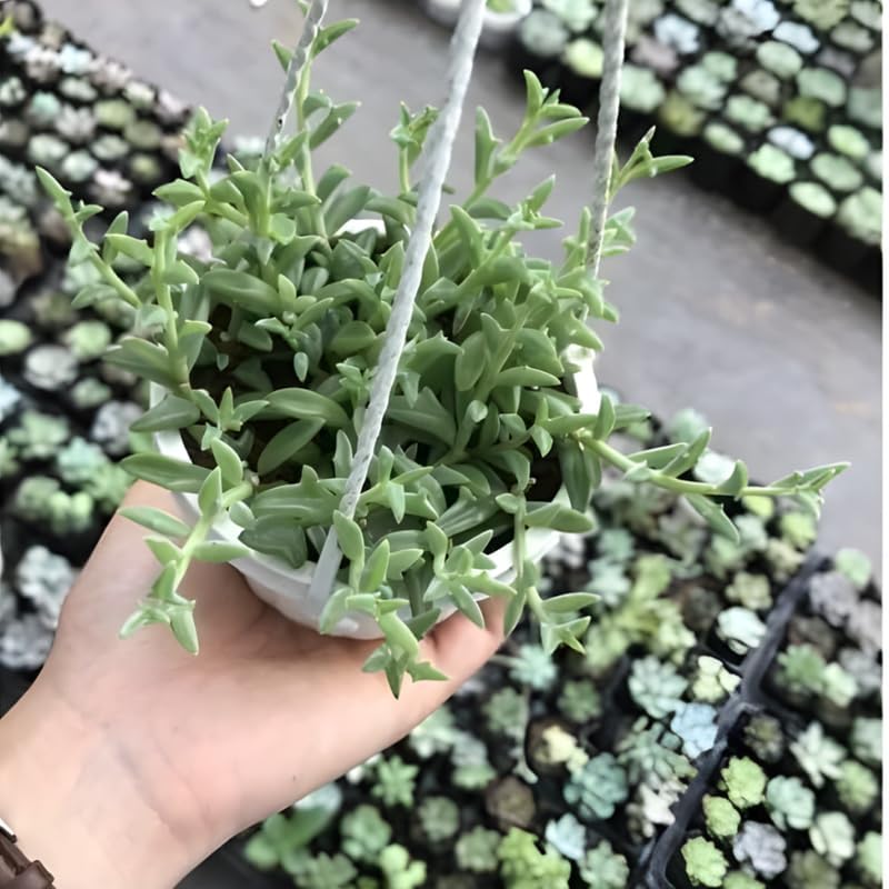 String of Dolphins Plant 4'' Inch Pot | Live Trailing Succulent Houseplant | String of Dolphins Plant Live for Shelves, Pots & Hanging Planters