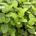 Peppermint Plants Live, Mint Plants for Inside and Home Décor, 3-Inch Potted Fresh Herb for Indoor Outdoor Growing