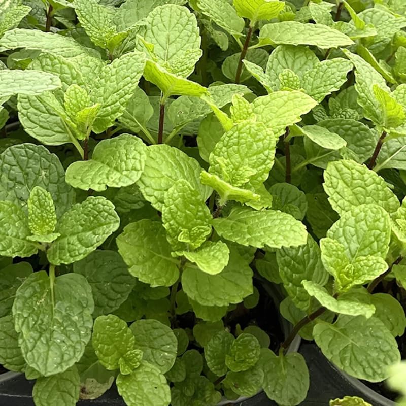Peppermint Plants Live, Mint Plants for Inside and Home Décor, 3-Inch Potted Fresh Herb for Indoor Outdoor Growing