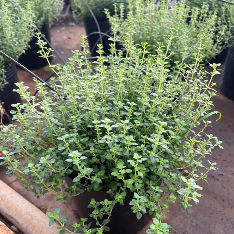 Lemon Thyme Plant, 4 Inch Size, Low Maintenance Edible Groundcover for Sunny Kitchen Gardens and Patios