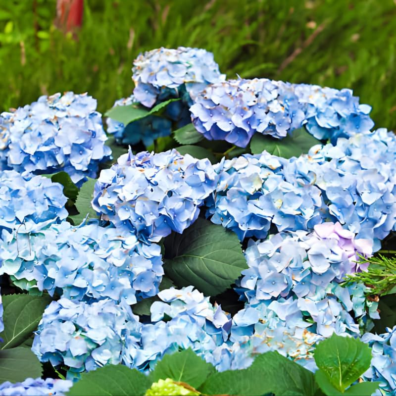 Nikko Blue Hydrangea Live Plants for Planting, 6-12 Inch Tall in 2.5" Pot, Blue Mophead Bloom, Flowering Shrub for Garden and Patio