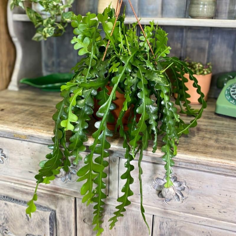 RIC Rac Cactus Live Plant in 3" Inch Pot | Distinctive Fishbone-Shaped Trailing Foliage | Low-Maintenance Indoor Cactus for Shelves and Hanging Displays