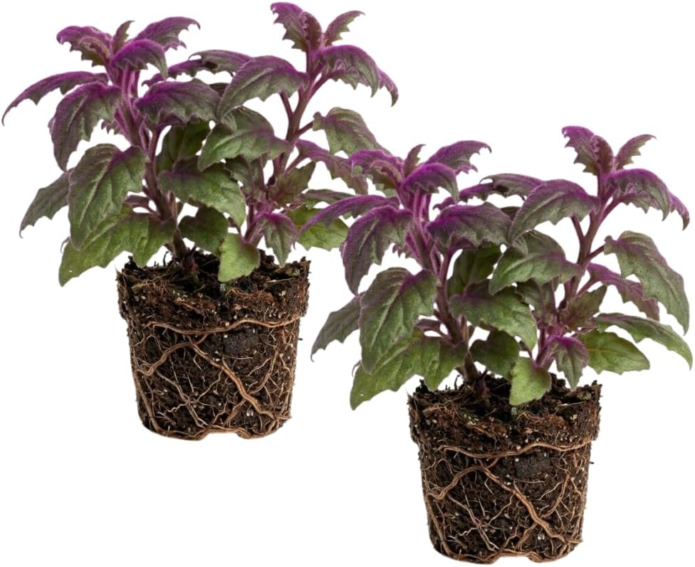 2 Purple Passion Plant Live Indoor Plant, 4-8 Inch Tall, 2 Rooted Plants Per Pot, Low Maintenance Tropical Velvet Vine for Bright Indirect Light