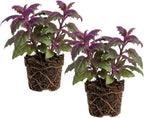 2 Purple Passion Plant Live Indoor Plant, 4-8 Inch Tall, 2 Rooted Plants Per Pot, Low Maintenance Tropical Velvet Vine for Bright Indirect Light