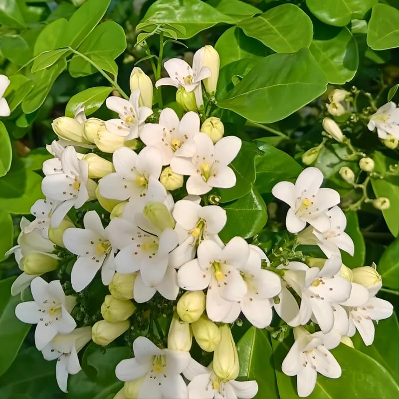 (No Ship to CA, HI, AK) Orange Jasmine Live Plant | Jasmine Flower Plant in 3 Gallon Pot | 30–36 Inch Tall | Ideal for Gardens, Patios & Landscape Planting