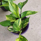 Golden Pothos Plant Live, 6 Inch Pot, Potted Ivy Plant Indoor, Long Trailing Vine for Home and Office Décor