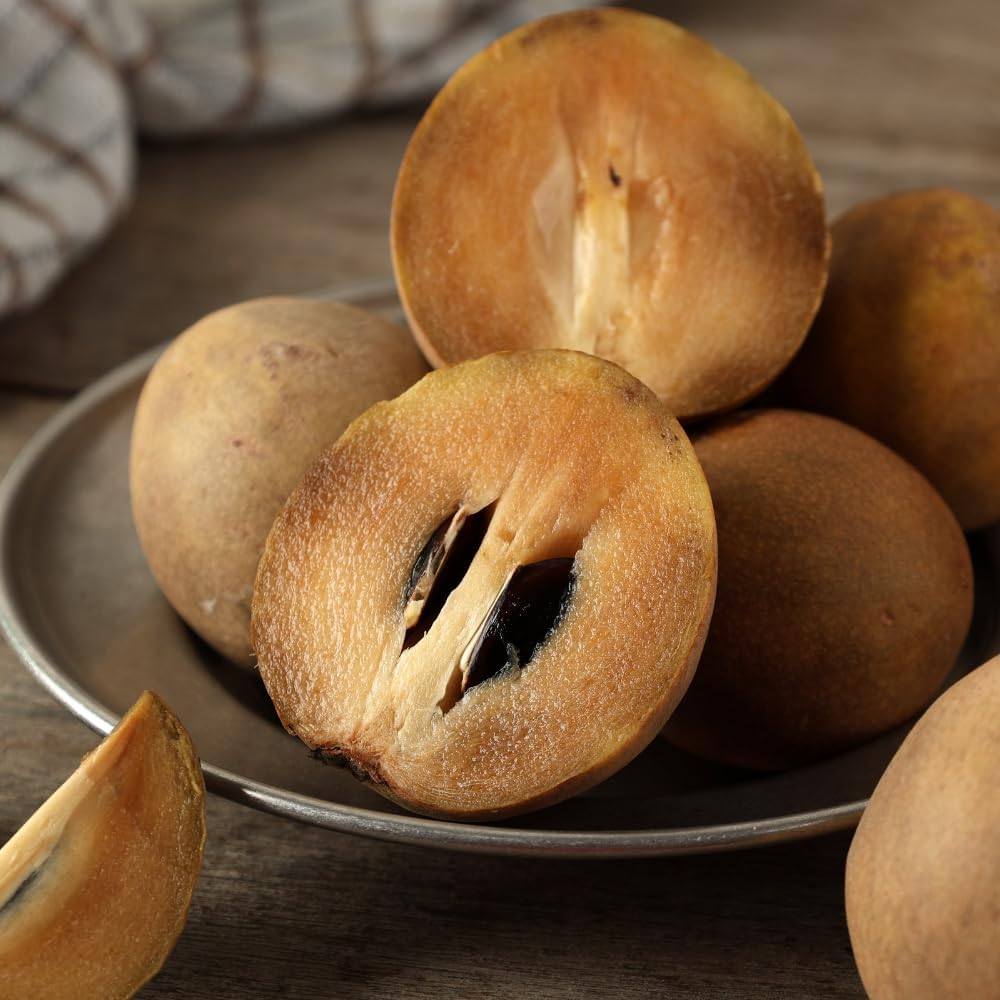 Sapodilla Tree Live Plant | Tropical Fruit Plant Outdoor | Alano Sapodilla Fruit Tree | 30-36 Inches Tall | Ready to Fruit Stage | 3 Gallon Pot | No Ship to CA,HI,AK