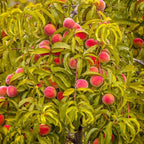 (No Ship to CA,HI,AK) Flordaking Peach Tree Live Plant in 3 Gallon Pot, High Yield, Fast Growing, Sweet Juicy Peach Fruit Tree for Garden, Patio & Outdoor Planting