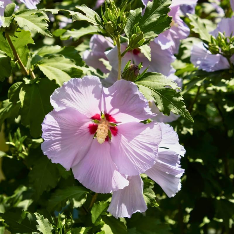 Set of 2 Purple Hibiscus Rose of Sharon Tree for Planting | 12–18 Inch Tall | Rose of Sharon Flowering Trees for Outdoor Gardens, Privacy Screens & Seasonal Color