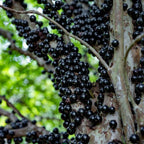 Jaboticaba Tree Live Plant | Jabuticaba Plant for Planting | 2.5–3 Ft Live Potted Tropical Fruit | Compact Sweet Berry Tree for Gardens Balconies & Yards | No Ship to CA,HI,AK