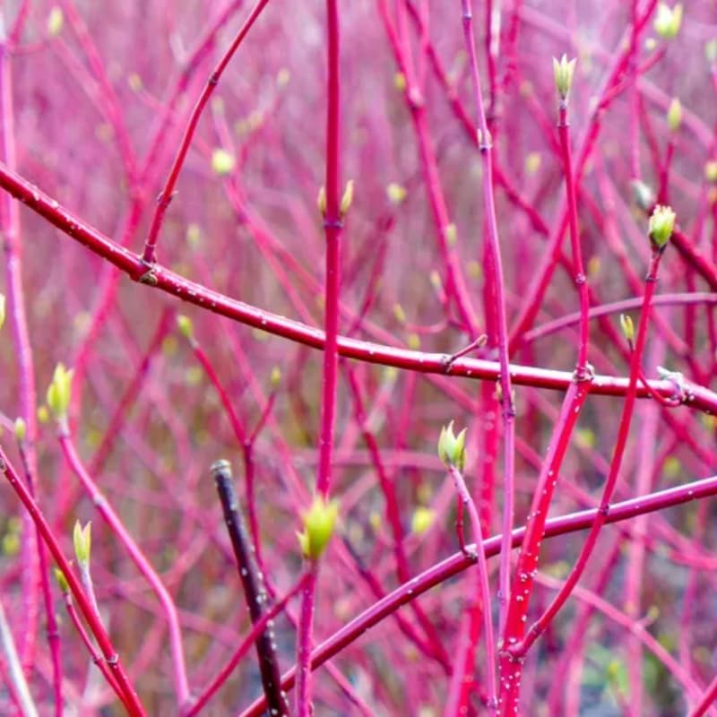 4 Red Osier Twig Dogwood Live Plant | 10–12 Inch Hardy Native Outdoor Shrub with Red Winter Stems