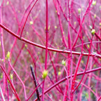 4 Red Osier Twig Dogwood Live Plant | 10–12 Inch Hardy Native Outdoor Shrub with Red Winter Stems
