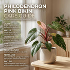 Philodendron Pink Princess Live Plant, 4 Inch Pot, Vigorous Indoor Plant with Pink Variegated Leaves, Sturdy Low Maintenance Tropical Foliage for Home & Office Decor