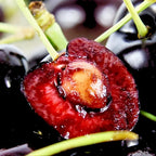 2 Black Cherry Tree Live Plants | Fruit Tree 6–12 Inches Tall | Suitable for Outdoor Garden, Backyard Planting & Landscape Use