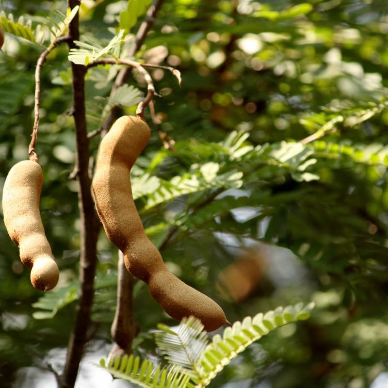 No Ship to CA, HI, AK, Sour Tamarind Fruit Tree, 2-3 Feet Size, 3 Gallon Pot, Well-Rooted Tropical Tree, Low Maintenance Fruit Plant for Sunny Outdoor Spots