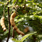 No Ship to CA, HI, AK, Sour Tamarind Fruit Tree, 2-3 Feet Size, 3 Gallon Pot, Well-Rooted Tropical Tree, Low Maintenance Fruit Plant for Sunny Outdoor Spots