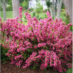 2 Pink Weigela Tree Live Plants | 1-2ft Bare Root Seedlings | Low Maintenance Flowering Deciduous Shrub | Established Root System for Outdoor Landscapes