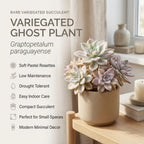 Succulent Plant Live, Variegated Graptopetalum Ghost Plant, 4" Pot, Easy to Care Pet-Friendly Décor, Low Maintenance Succulent for Indoor Spaces