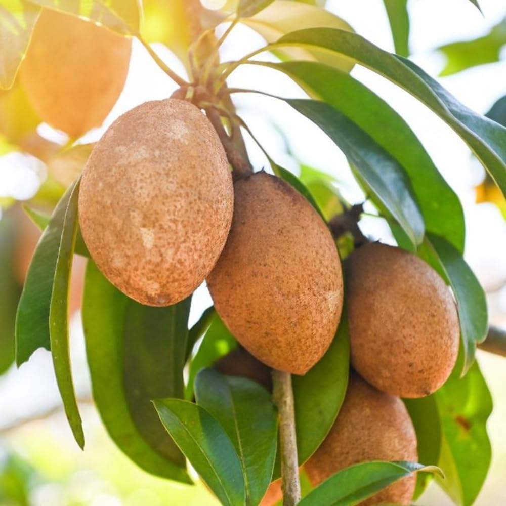 Sapodilla Tree Live Plant | Tropical Fruit Plant Outdoor | Alano Sapodilla Fruit Tree | 30-36 Inches Tall | Ready to Fruit Stage | 3 Gallon Pot | No Ship to CA,HI,AK